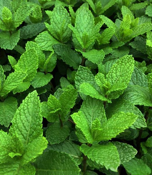 Mentha spicata 'Moroccan'